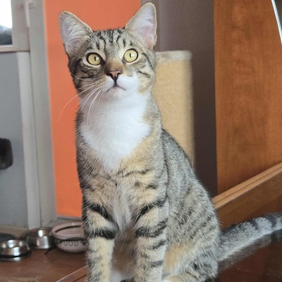 Katerchen Timmy sucht seine lieben Menschen, EKH Jungtier - Kater