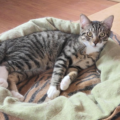 Katerchen Timmy sucht seine lieben Menschen, EKH Jungtier - Kater