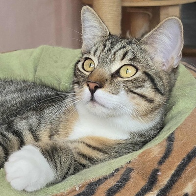 Katerchen Timmy sucht seine lieben Menschen, EKH Jungtier - Kater