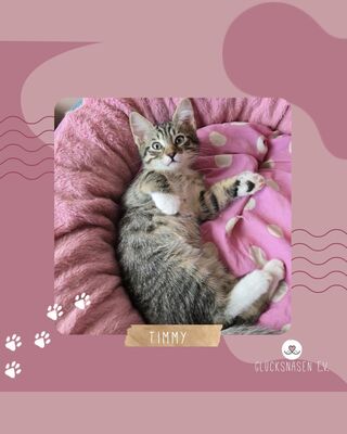Katerchen Timmy wartet auf Dich, EKH Jungtier - Kater