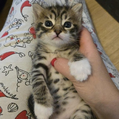 Katerchen Timmy wartet auf Dich, EKH Jungtier - Kater