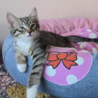 Katerchen Timmy wartet auf Dich, EKH Jungtier - Kater