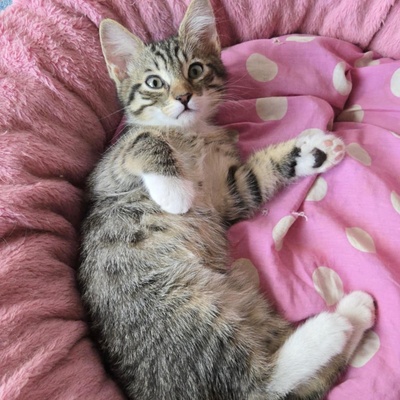 Katerchen Timmy wartet auf Dich, EKH Jungtier - Kater