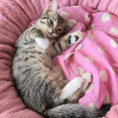 Katerchen Timmy wartet auf Dich, EKH Jungtier - Kater