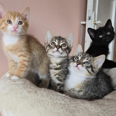 Katerchen Timmy wartet auf Dich, EKH Jungtier - Kater