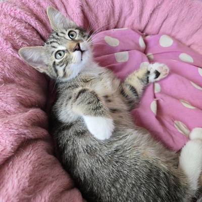 Katerchen Timmy wartet auf Dich, EKH Jungtier - Kater