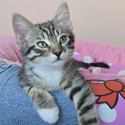 Katerchen Timmy wartet auf Dich, EKH Jungtier - Kater