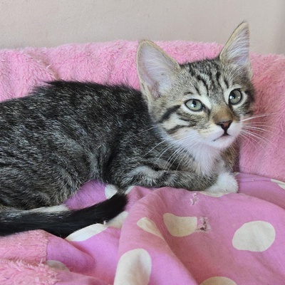 Katerchen Timmy wartet auf Dich, EKH Jungtier - Kater