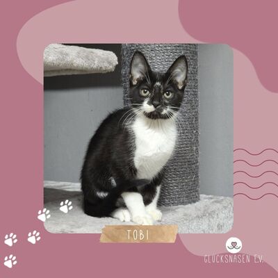 Katerchen Tobi möchte Deine Welt erobern, EKH Jungtier - Kater