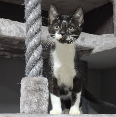 Katerchen Tobi möchte Deine Welt erobern, EKH Jungtier - Kater