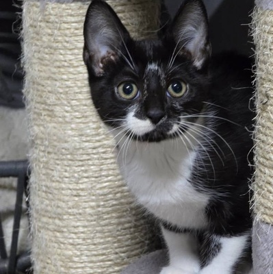 Katerchen Tobi möchte Deine Welt erobern, EKH Jungtier - Kater