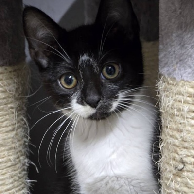 Katerchen Tobi möchte Deine Welt erobern, EKH Jungtier - Kater