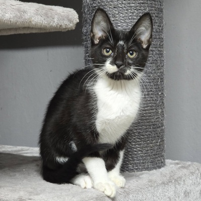 Katerchen Tobi möchte Deine Welt erobern, EKH Jungtier - Kater