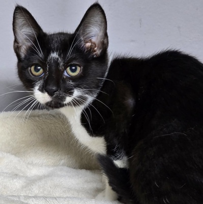 Katerchen Tobi möchte Deine Welt erobern, EKH Jungtier - Kater