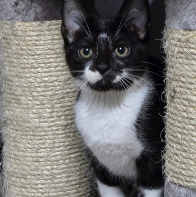Katerchen Tobi möchte Deine Welt erobern, EKH Jungtier - Kater