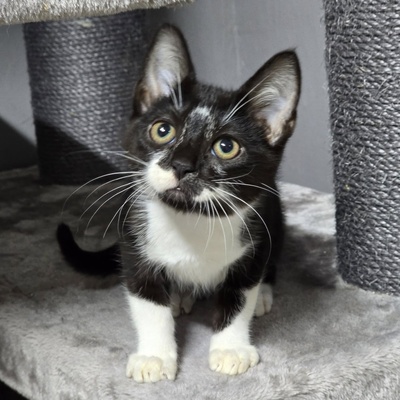 Katerchen Tobi möchte Deine Welt erobern, EKH Jungtier - Kater