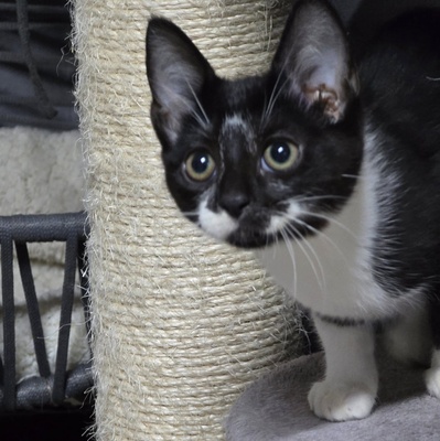 Katerchen Tobi möchte Deine Welt erobern, EKH Jungtier - Kater
