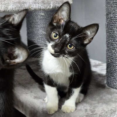 Katerchen Tobi möchte Deine Welt erobern, EKH Jungtier - Kater
