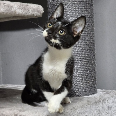 Katerchen Tobi möchte Deine Welt erobern, EKH Jungtier - Kater