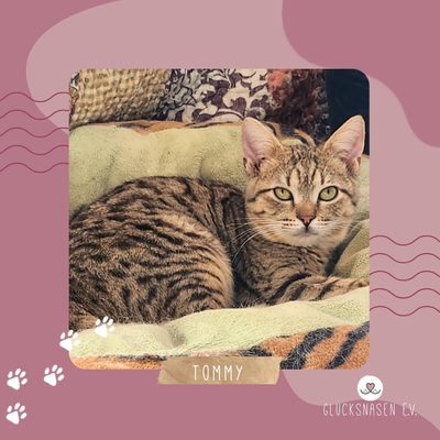 Katerchen Tommy möchte Dein Herz erobern, EKH Jungtier - Kater