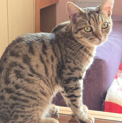 Katerchen Tommy möchte Dein Herz erobern, EKH Jungtier - Kater