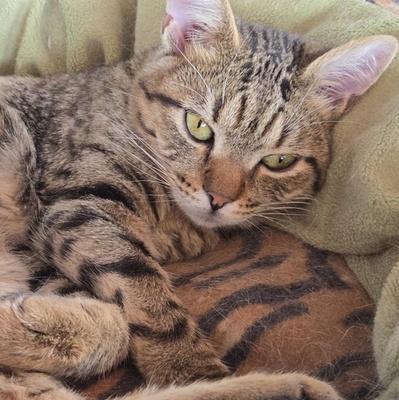 Katerchen Tommy möchte Dein Herz erobern, EKH Jungtier - Kater