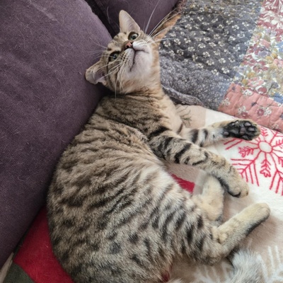 Katerchen Tommy möchte Dein Herz erobern, EKH Jungtier - Kater