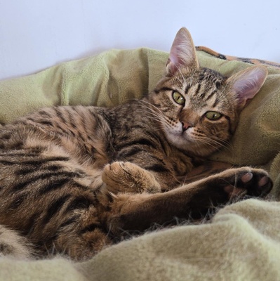 Katerchen Tommy möchte Dein Herz erobern, EKH Jungtier - Kater