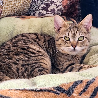 Katerchen Tommy möchte Dein Herz erobern, EKH Jungtier - Kater
