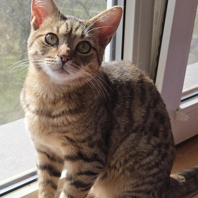 Katerchen Tommy möchte Dein Herz erobern, EKH Jungtier - Kater