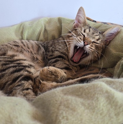 Katerchen Tommy möchte Dein Herz erobern, EKH Jungtier - Kater