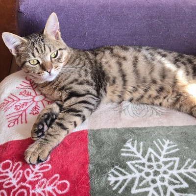 Katerchen Tommy möchte Dein Herz erobern, EKH Jungtier - Kater
