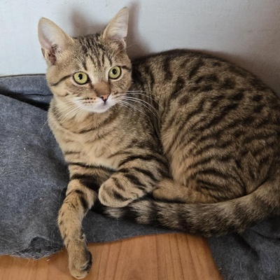 Katerchen Tommy möchte Dein Herz erobern, EKH Jungtier - Kater