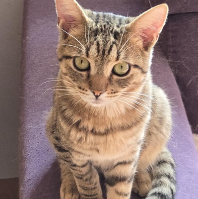Katerchen Tommy möchte Dein Herz erobern, EKH Jungtier - Kater