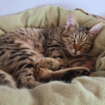 Katerchen Tommy möchte Dein Herz erobern, EKH Jungtier - Kater