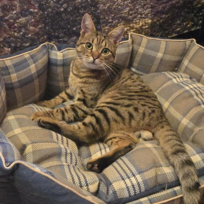 Katerchen Tommy möchte Dein Herz erobern, EKH Jungtier - Kater