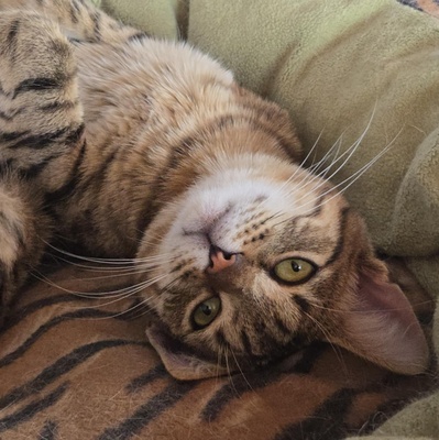 Katerchen Tommy möchte Dein Herz erobern, EKH Jungtier - Kater