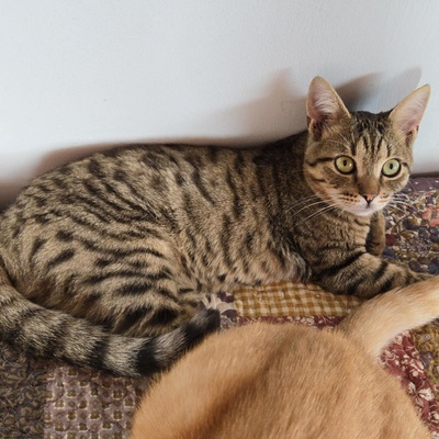 Katerchen Tommy möchte Dein Herz erobern, EKH Jungtier - Kater