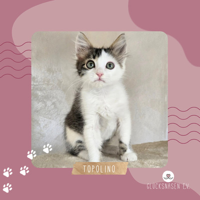 Katerchen Topolino möchte Deine Welt erobern