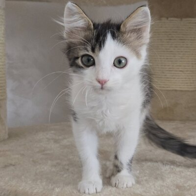 Katerchen Topolino möchte Deine Welt erobern, EKH Jungtier - Kater