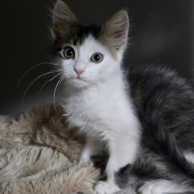 Katerchen Topolino möchte Deine Welt erobern, EKH Jungtier - Kater