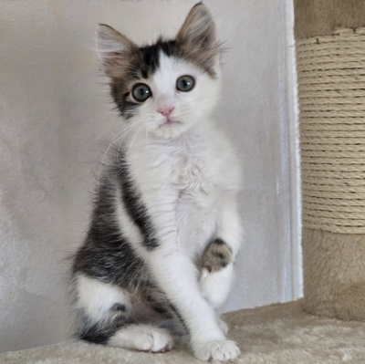 Katerchen Topolino möchte Deine Welt erobern, EKH Jungtier - Kater