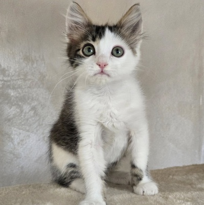 Katerchen Topolino möchte Deine Welt erobern, EKH Jungtier - Kater