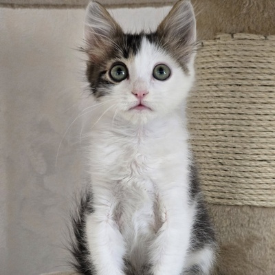 Katerchen Topolino möchte Deine Welt erobern, EKH Jungtier - Kater