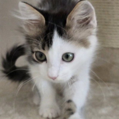 Katerchen Topolino möchte Deine Welt erobern, EKH Jungtier - Kater