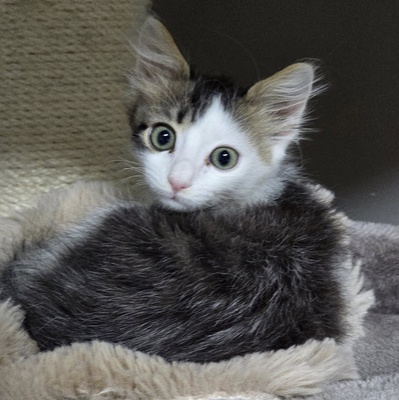 Katerchen Topolino möchte Deine Welt erobern, EKH Jungtier - Kater