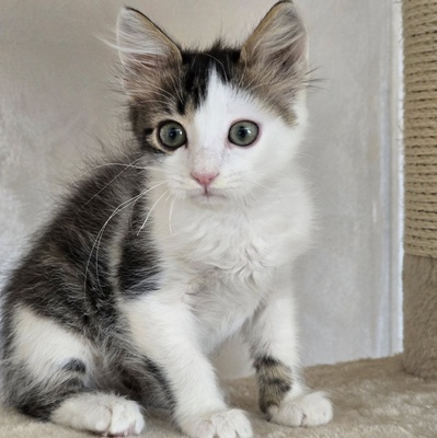 Katerchen Topolino möchte Deine Welt erobern, EKH Jungtier - Kater