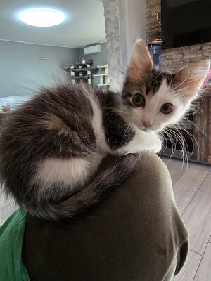 Katerchen Topolino möchte Deine Welt erobern, EKH Jungtier - Kater