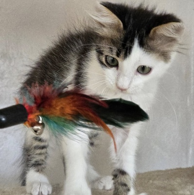 Katerchen Topolino möchte Deine Welt erobern, EKH Jungtier - Kater