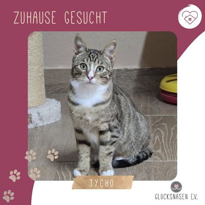 Katerchen Tycho ist bereit für sein Abenteuer